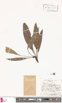 Image of Elaphoglossum alpinum