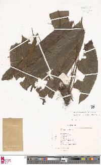 Elaphoglossum erinaceum image