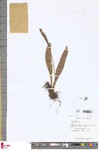 Elaphoglossum plumosum image