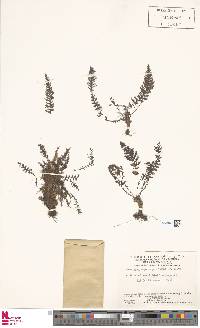 Cyathea asplenioides image