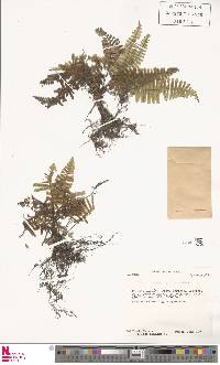 Trichomanes cristatum image