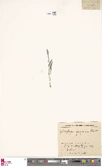 Ophioglossum gramineum image