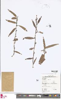 Microgramma lycopodioides image