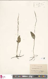 Ophioglossum reticulatum image