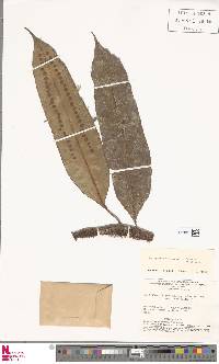 Microgramma megalophylla image