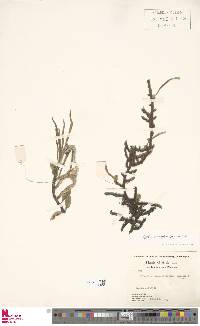 Microgramma vacciniifolia image