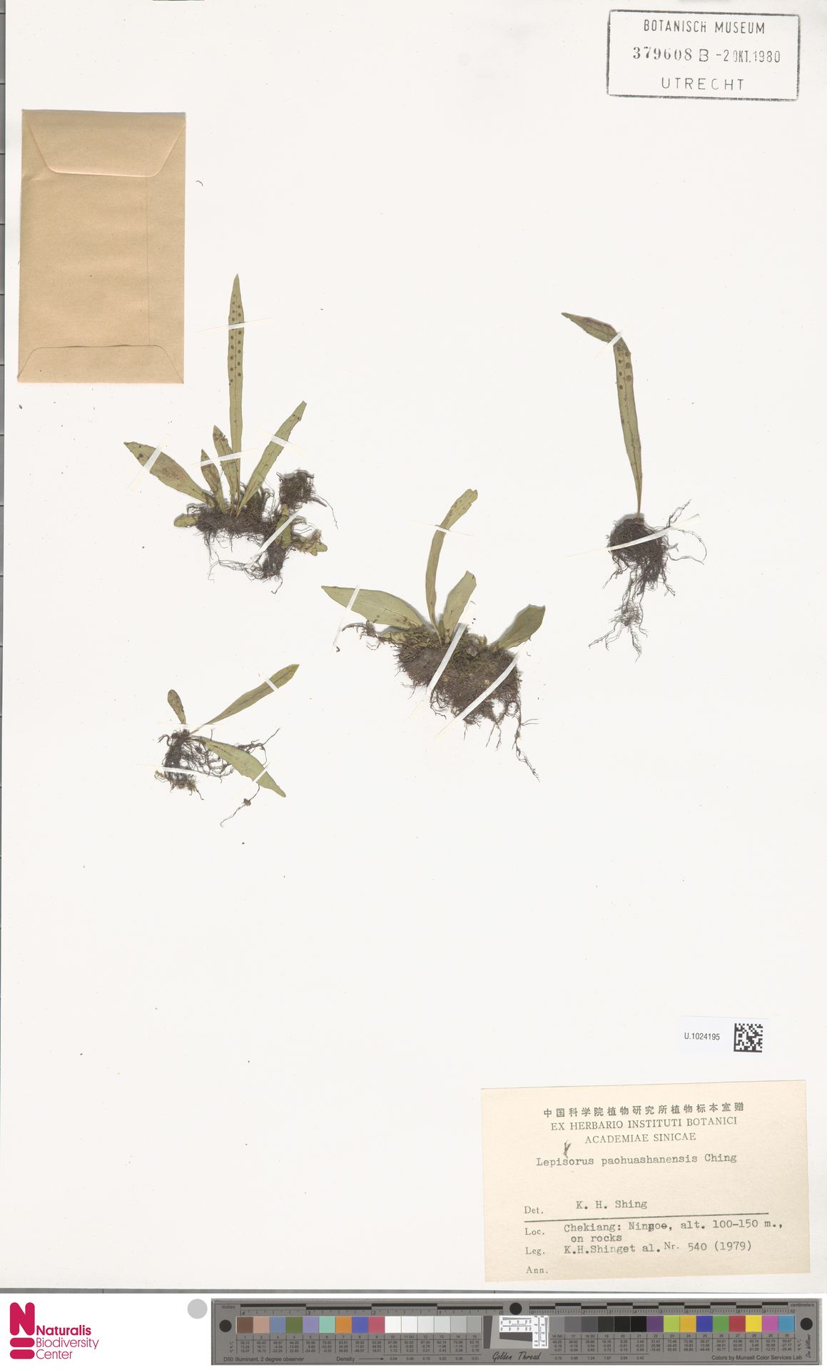 Lepisorus tosaensis image