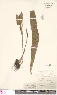 Campyloneurum brevifolium image