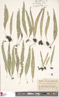Lepisorus annuifrons image