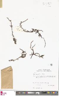 Microgramma baldwinii image