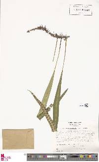 Lepisorus kawakamii image