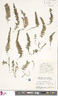 Trichomanes polypodioides image