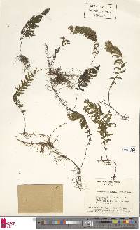 Hymenophyllum sieberi image