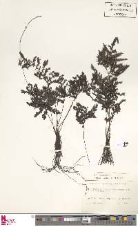 Trichomanes hostmannianum image
