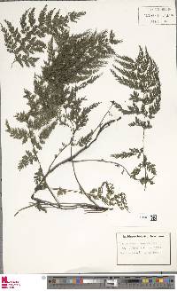 Vandenboschia radicans image