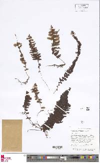 Image of Hymenophyllum dependens