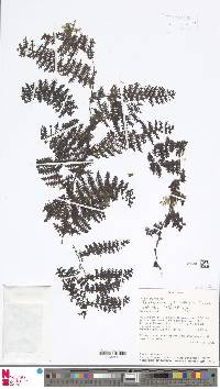 Trichomanes pedicellatum image