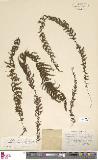 Image of Hymenophyllum lobatoalatum