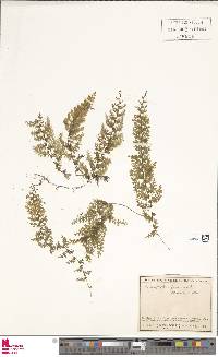 Hymenophyllum ferax image