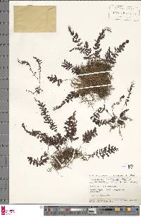 Hymenophyllum exsertum image