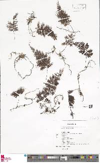 Image of Hymenophyllum consanguineum