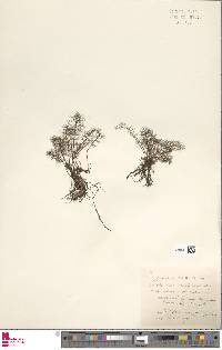 Callistopteris apiifolia image