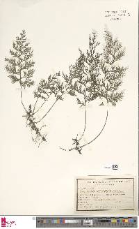 Trichomanes sellowianum image