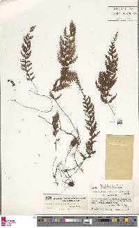 Image of Hymenophyllum crassipetiolatum