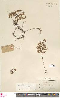 Hymenophyllum seselifolium image