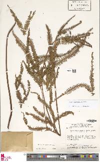 Image of Sticherus lanuginosus