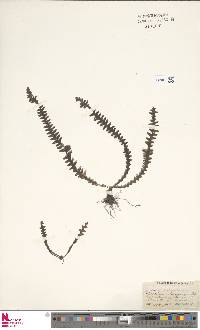 Polypodium khasyanum image