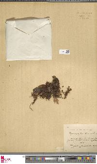 Hymenophyllum blandum image