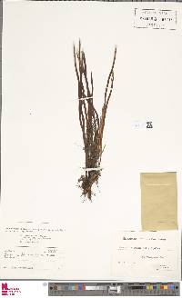 Oreogrammitis graminifolia image