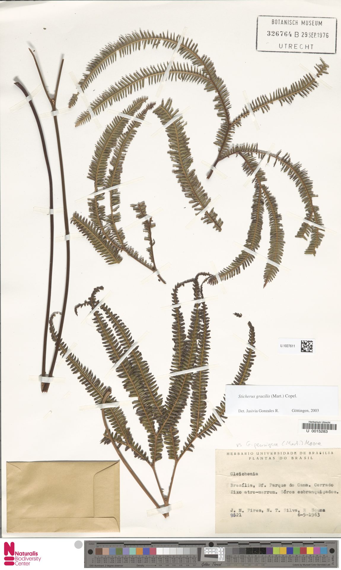 Sticherus gracilis image