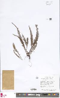 Image of Lellingeria kaieteura