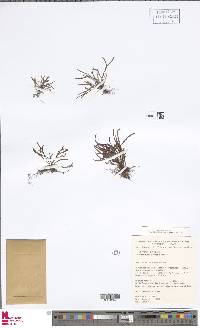 Cochlidium furcatum image