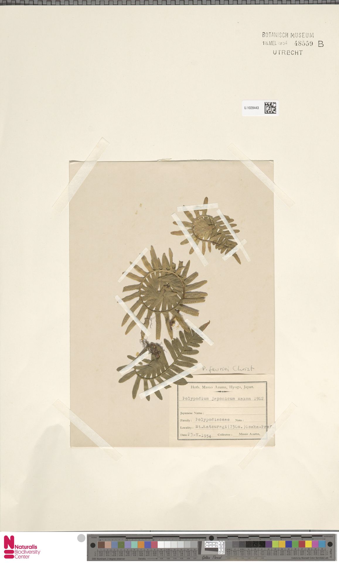 Cyrtomium falcatum subsp. falcatum image