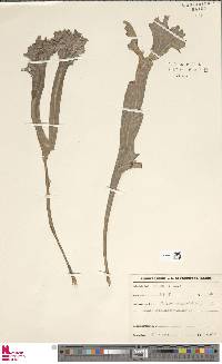 Hypolepis punctata image