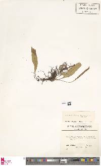 Image of Pleopeltis fructuosa