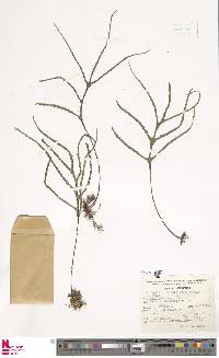 Pleopeltis angusta image