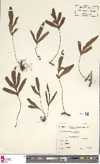 Pleopeltis munchii image