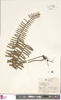 Pleopeltis squamata image
