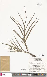 Pleopeltis hookeri image