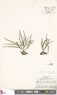 Pleopeltis desvauxii image