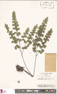 Adiantum sinuosum image