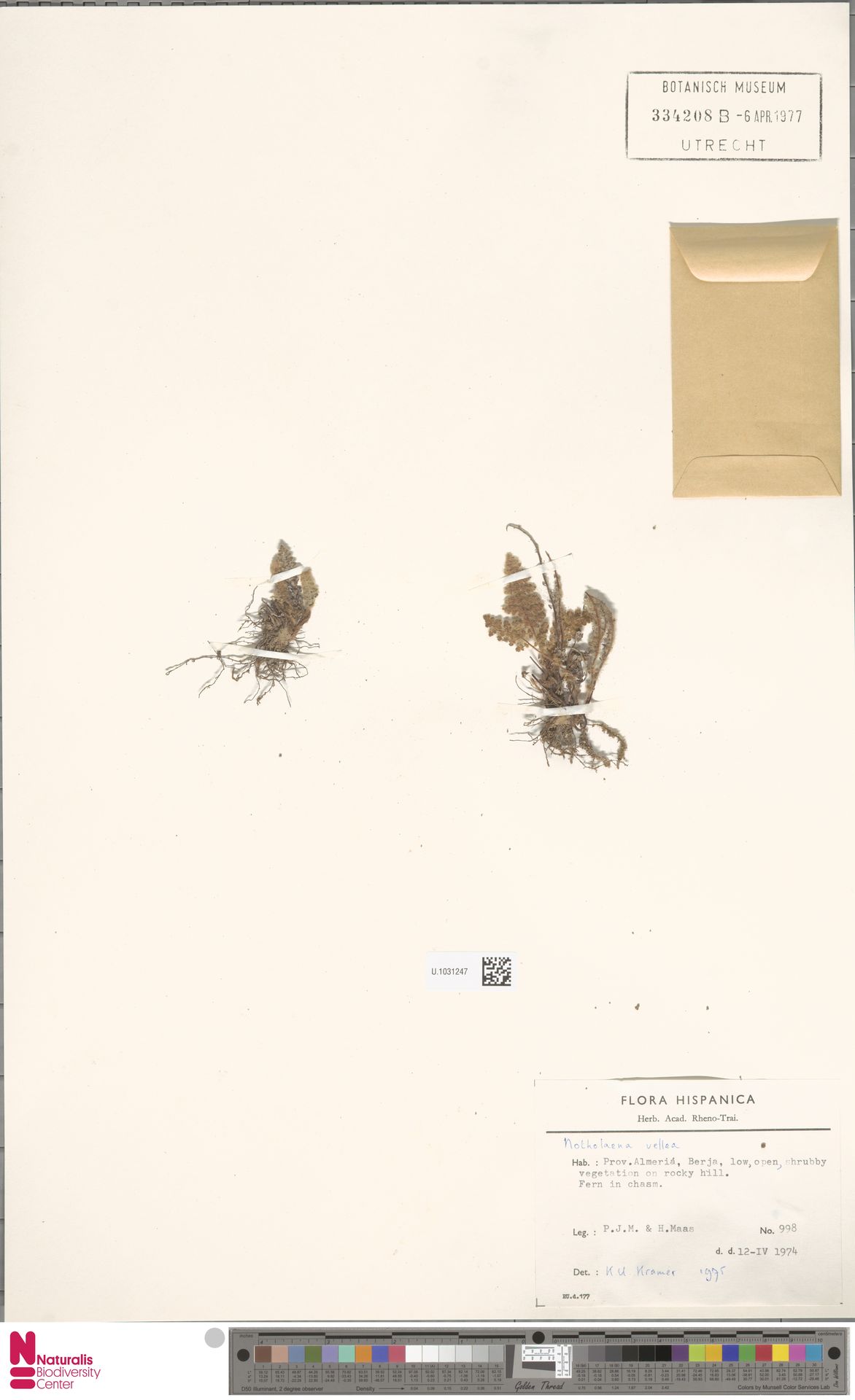 Cosentinia vellea subsp. vellea image