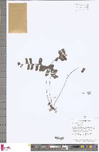 Adiantum petiolatum image