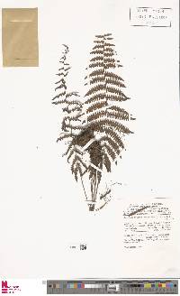 Coryphopteris obtusata image