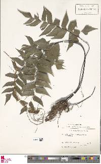 Image of Adiantum caryotideum