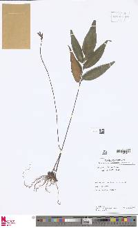 Adiantum dolosum image